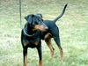 Deutscher Pinscher Foto: Banshee vom Asbachtal (ID 19924) Deutscher Pinscher Hund