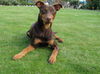 Deutscher Pinscher Hund