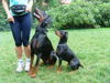 Deutscher Pinscher Foto: Tyson von Wachhög mit grossem dobermann bruder (ID 39087) Deutscher Pinscher Hund