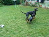 Deutscher Pinscher Foto: Tyson am spielen mit Dobermann Freund (ID 39088) Deutscher Pinscher Hund