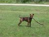 Deutscher Pinscher Foto: Luca am Lake Wichita mit 7mo (ID 18134) Deutscher Pinscher Hund
