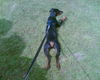 Deutscher Pinscher Foto: Quentin's kleine Froschschenkel (ID 39534) Deutscher Pinscher Hund