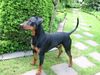 Deutscher Pinscher Hund