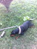 Deutscher Pinscher Foto: Akira bei der Tankstelle (ID 42618) Deutscher Pinscher Hund