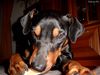 Deutscher Pinscher Foto: Cedric von der Hasenburg 2 (ID 9196) Deutscher Pinscher Hund
