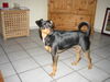 Deutscher Pinscher Hund