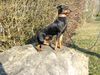 Deutscher Pinscher Hund