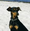 Deutscher Pinscher Foto: Bonny von der Hasenburg (ID 10444) Deutscher Pinscher Hund