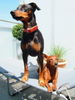 Deutscher Pinscher Foto: Tyson und Leroy (ID 39078) Deutscher Pinscher Hund
