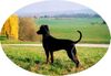 Deutscher Pinscher Foto: Dinka von der Hasenburg - 2 Jahre jung (ID 11928) Deutscher Pinscher Hund
