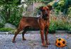 Deutscher Pinscher Foto: Buddy von Henks Hütte (ID 7534) Deutscher Pinscher Hund