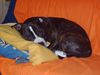 Deutscher Pinscher Foto: Mein Kampfschmuser (ID 15532) Deutscher Pinscher Hund