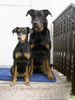 Deutscher Pinscher Hund