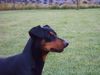 Deutscher Pinscher Foto: Hagrid v. Cronsbach, Kopfstudie (ID 13856) Deutscher Pinscher Hund