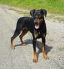 Deutscher Pinscher Hund