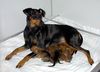 Deutscher Pinscher Foto: Dark Angels A-Wurf (Fame vom Dörnle alias Shila) (ID 10458) Deutscher Pinscher Hund