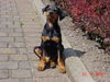 Deutscher Pinscher Hund