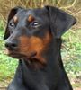 Deutscher Pinscher Hund