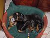 Deutscher Pinscher Hund