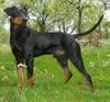 Deutscher Pinscher Hund