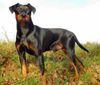 Deutscher Pinscher Foto: Haller Barnabas (ID 46095) Deutscher Pinscher Hund