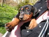 Deutscher Pinscher Foto: Norbert vom Robinienhof alias Quentin; Der süße kleine Fratz mit 5 Wochen ;) (ID 39311) Deutscher Pinscher Hund