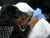 Deutscher Pinscher Foto: Meine erste Autofahrt in mein neues Zuhause (ID 39341) Deutscher Pinscher Hund