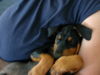 Deutscher Pinscher Foto: In Herrchens starken Armen; Quentin 11 Wo. (ID 39342) Deutscher Pinscher Hund