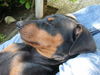 Deutscher Pinscher Foto: Ganz entspannt, der kleine Quentin 12 Wo. (ID 39310) Deutscher Pinscher Hund