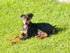 Deutscher Pinscher Foto: ein kleines Sonnenbad...Quentin (ID 39343) Deutscher Pinscher Hund