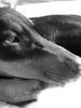 Deutscher Pinscher Foto: ... (ID 39536) Deutscher Pinscher Hund