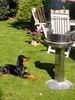 Deutscher Pinscher Foto: ALLES MEINS!! Quentin als Grill-Wachhund.. (ID 42228) Deutscher Pinscher Hund
