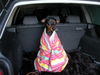 Deutscher Pinscher Foto: Quentin das kleine Frösteköttel... (ID 42229) Deutscher Pinscher Hund