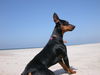 Deutscher Pinscher Foto (ID 42041) Deutscher Pinscher Hund