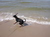 Deutscher Pinscher Foto: Bäh, kalt und nass und dann auch noch immer über den Kopf... (ID 42232) Deutscher Pinscher Hund