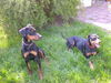 Deutscher Pinscher Foto: Quentin und seine gaanz große Liebe: Sally (ID 42231) Deutscher Pinscher Hund
