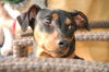 Deutscher Pinscher Foto: Kaya (ID 39845) Deutscher Pinscher Hund