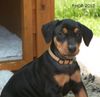 Deutscher Pinscher Hund