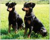 Deutscher Pinscher Foto: Dinka & Ophelia (ID 33704) Deutscher Pinscher Hund