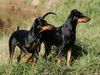 Deutscher Pinscher Foto: Duffyco's Ophelia & Dinka v.d. Hasenburg (Haller Deutsche Pinscher) (ID 35455) Deutscher Pinscher Hund