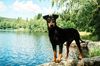 Deutscher Pinscher Foto: Grüße vom Fichtelsee (Dinka von der Hasenburg) (ID 33757) Deutscher Pinscher Hund
