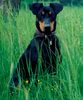 Deutscher Pinscher Foto: Dinka von der Hasenburg (ID 12842) Deutscher Pinscher Hund