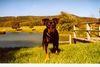 Deutscher Pinscher Foto: Dinka in der Septembersonne (ID 15504) Deutscher Pinscher Hund