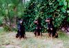 Deutscher Pinscher Foto: Dinka und Daphne von der Hasenburg mit Mutter Cora (ID 15505) Deutscher Pinscher Hund