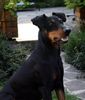 Deutscher Pinscher Foto: Dinka von der Hasenburg (ID 39385) Deutscher Pinscher Hund