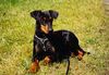 Deutscher Pinscher Foto: Selbstbewußt, temperamentvoll, liebevoll und charmant- so ist sie (ID 16451) Deutscher Pinscher Hund