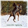 Deutscher Pinscher Foto: DogDancing (ID 30065) Deutscher Pinscher Hund