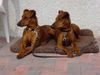 Deutscher Pinscher Hund