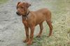 Deutscher Pinscher Foto: eMeneMs Mister Timo, Rude, Welpe Rott (ID 26519) Deutscher Pinscher Hund