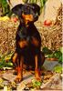 Deutscher Pinscher Foto: Haller Herbst (Duffyco's Ophelia und der (ID 35454) Deutscher Pinscher Hund